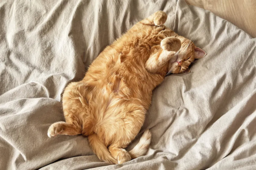 Cat Sleeping for Long Hours: Lazy or Sick?