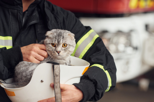 Act Quickly to Save Your Pets in Emergencies